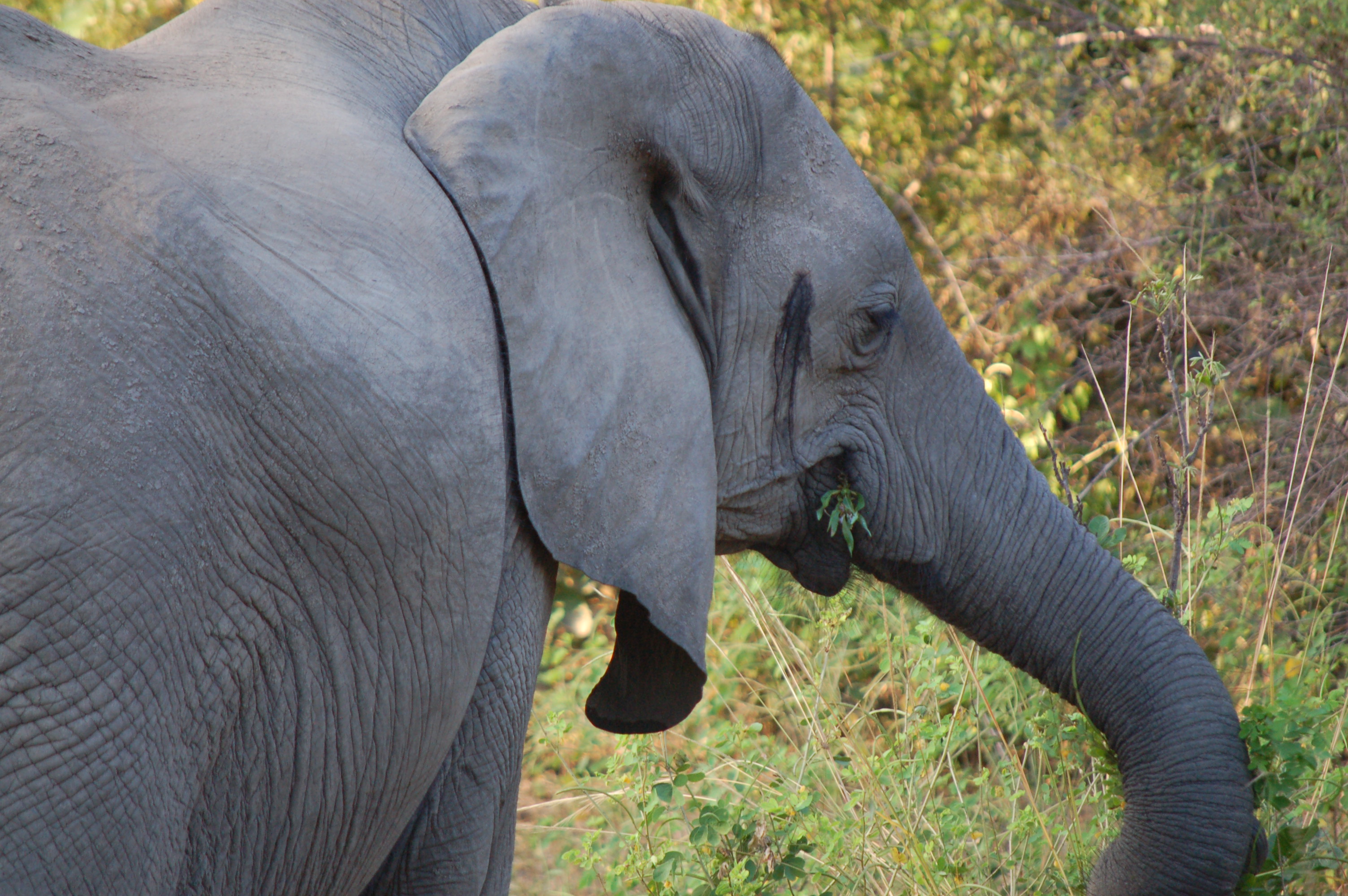 Loxodonta africana african bush elephant media library