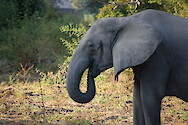 African bush elephant (Loxodonta africana) in South Luangwa National Park, Zambia.