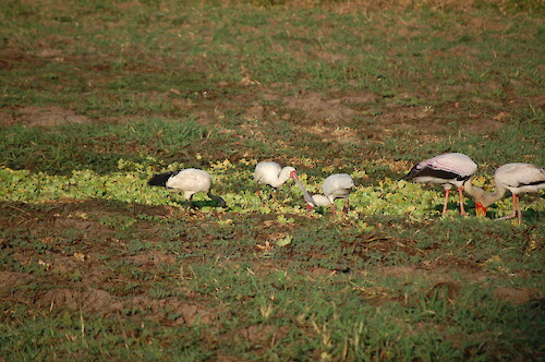 African sacred ibis (Threskiornis aethiopicus), African spoonbill (Platalea alba), and yellow-billed stork (Mycteria ibis) feeding in a marsh in South Luangwa National Park, Zambia.