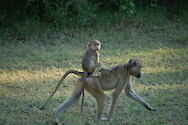 Yellow baboon mother (Papio cynocephalus) with baby near South Luangwa National Park, Zambia.