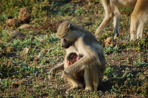 Yellow baboon mother (Papio cynocephalus) with baby near South Luangwa National Park, Zambia.