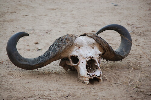 Skull of an African Buffalo (Syncerus caffer) in South Luangwa National Park, Zambia.