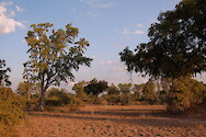Forest landscape in South Luangwa National Park, Zambia.