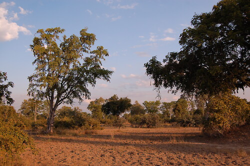 Forest landscape in South Luangwa National Park, Zambia.