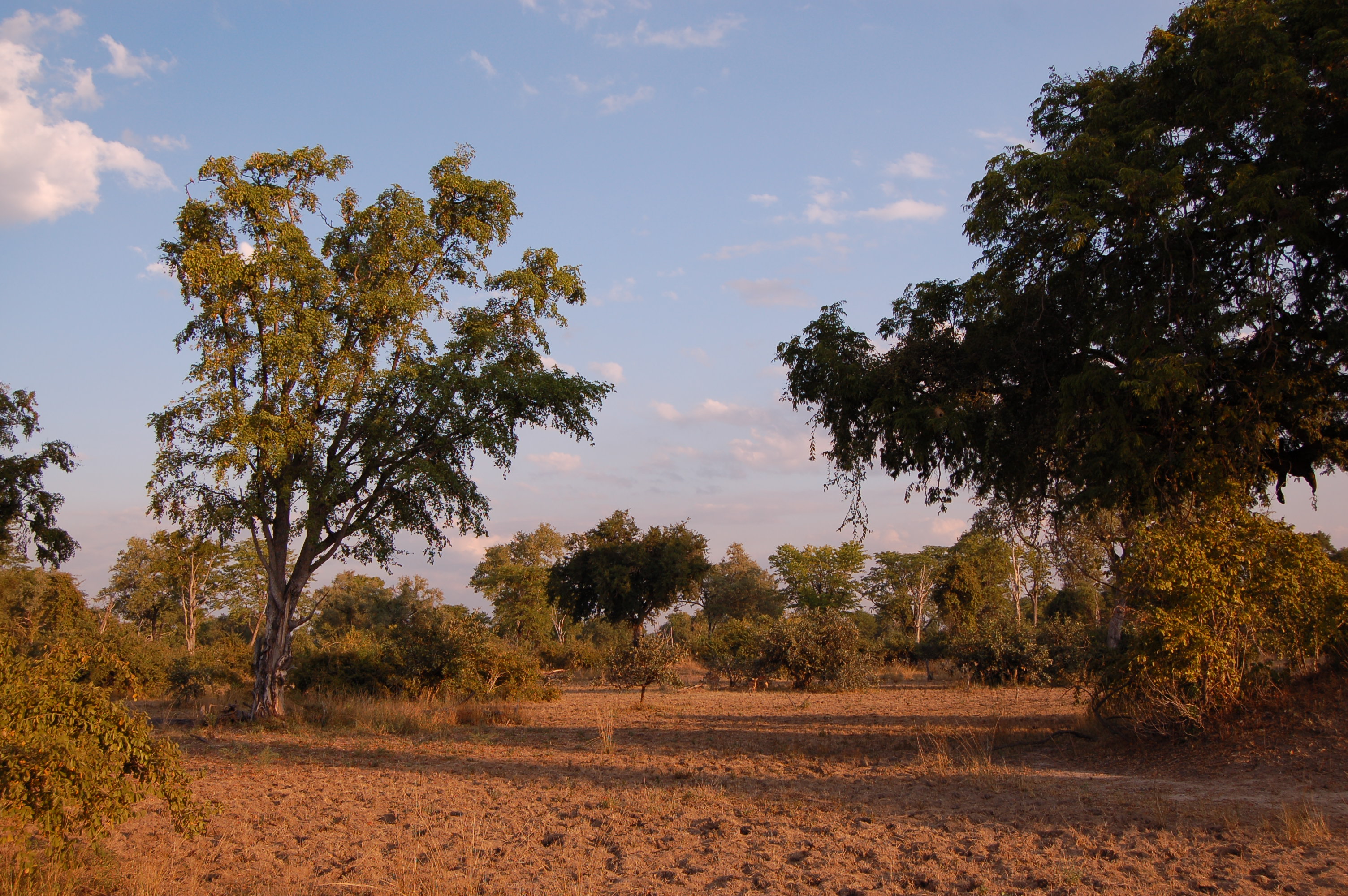 Luangwa forest landscape media library integration and application