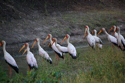 Yellow-billed storks (Mycteria ibis) in South Luangwa National Park, Zambia.