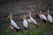Yellow-billed storks (Mycteria ibis) in South Luangwa National Park, Zambia.