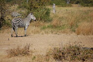Plains zebra (Equus quagga) in South Luangwa National Park, Zambia.