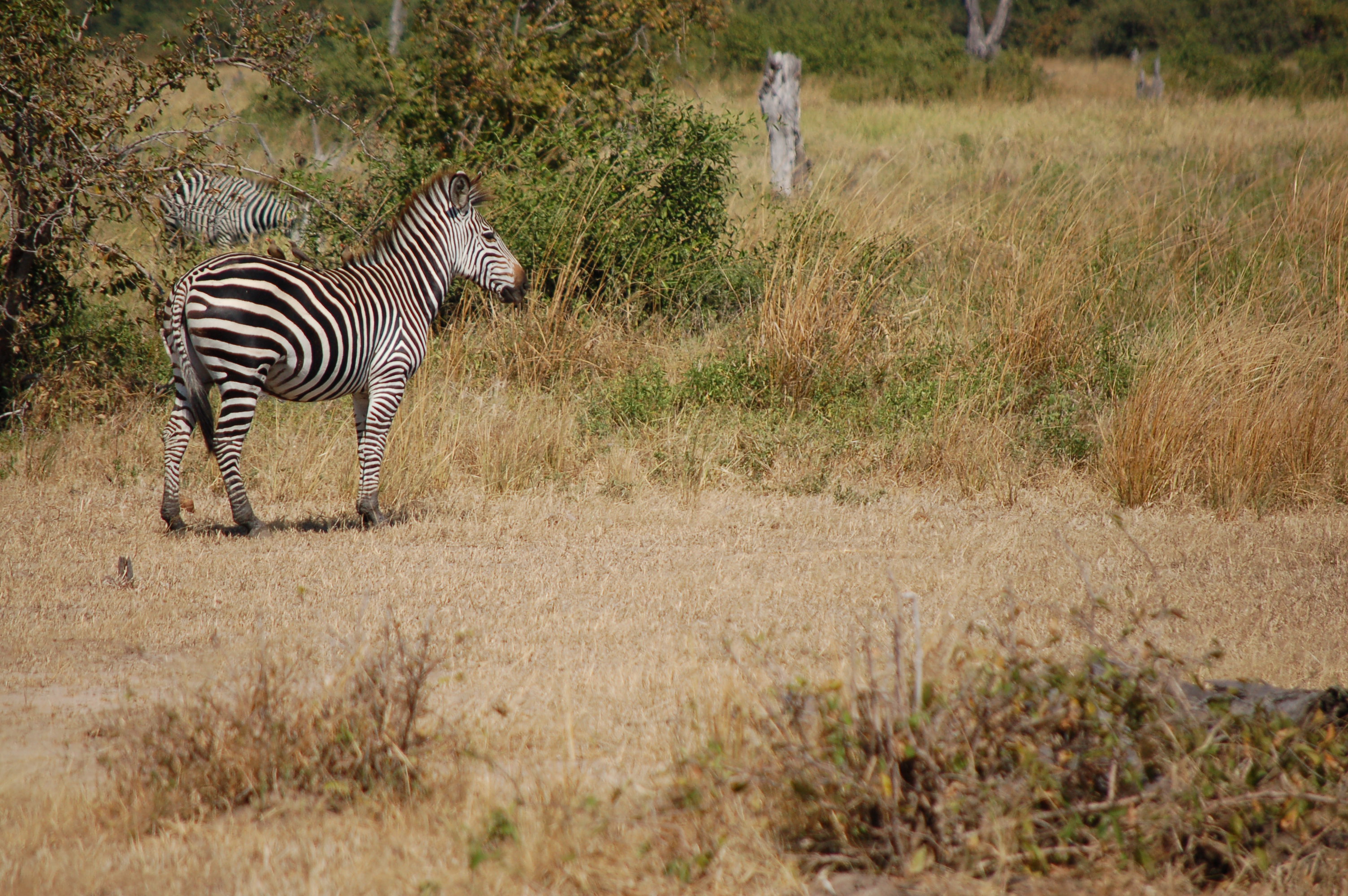 Equus quagga plains zebra 2 media library integration and