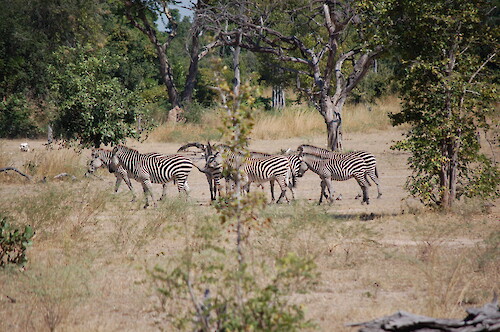 Herd of plains zebra (Equus quagga) in South Luangwa National Park, Zambia.