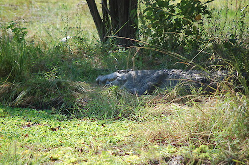 Nile crocodile (Crocodylus niloticus) in South Luangwa National Park, Zambia.
