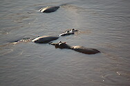 Hippos in the Luangwa River, South Luangwa National Park, Zambia.
