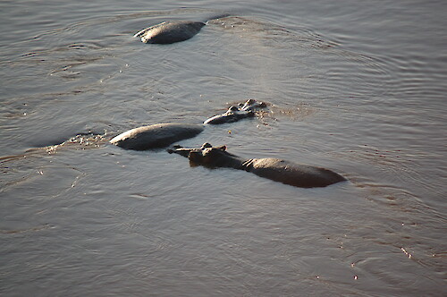 Hippos in the Luangwa River, South Luangwa National Park, Zambia.