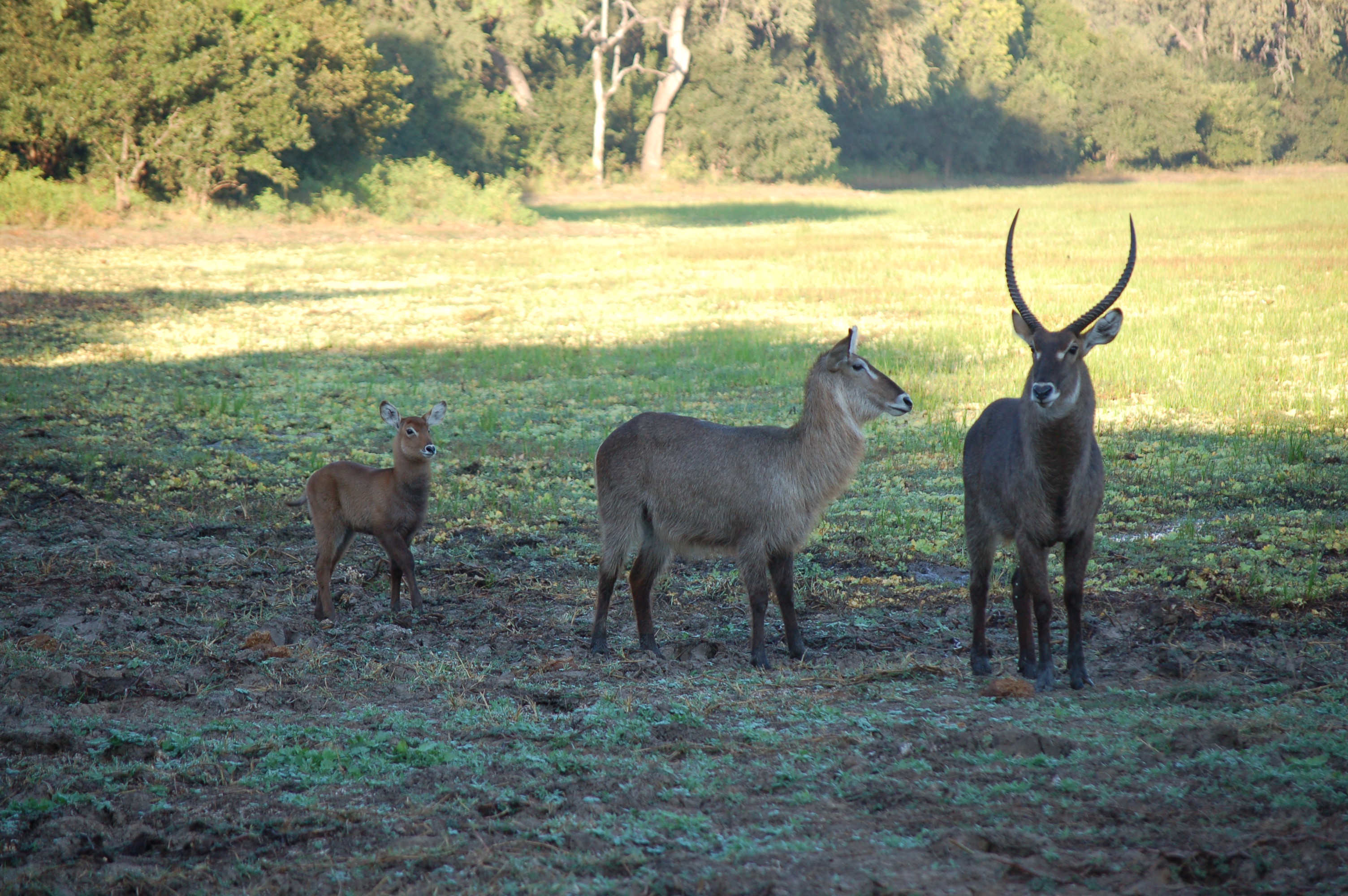 Kobus ellipsiprymnus waterbuck family media library integration
