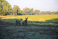 Waterbuck (Kobus ellipsiprymnus) family South Luangwa National Park, Zambia.