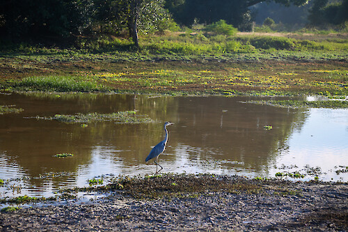 Grey heron (Ardea cinerea) in South Luangwa National Park, Zambia.