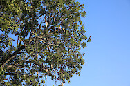 Sausage tree (Kigelia africana) in South Luangwa National Park, Zambia.