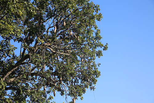 Sausage tree (Kigelia africana) in South Luangwa National Park, Zambia.