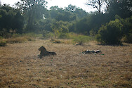 Two lions (Panthera leo) in South Luangwa National Park, Zambia.