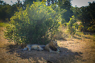 Two lions (Panthera leo) in South Luangwa National Park, Zambia.