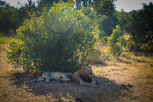 Two lions (Panthera leo) in South Luangwa National Park, Zambia.