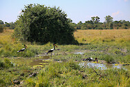 Saddle-billed storks (Ephippiorhynchus senegalensis) in South Luangwa National Park, Zambia.