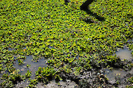 A pond covered in Nile cabbage (Pistia stratiotes) in South Luangwa National Park, Zambia.