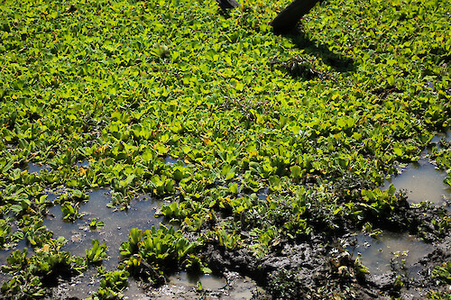 A pond covered in Nile cabbage (Pistia stratiotes) in South Luangwa National Park, Zambia.