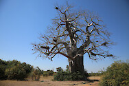 African baobab tree (Adansonia digitata) in South Luangwa National Park, Zambia.