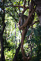 Vervet monkey (Chlorocebus pygerythrus) in South Luangwa National Park, Zambia.