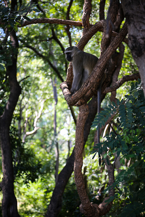 Vervet monkey (Chlorocebus pygerythrus) in South Luangwa National Park, Zambia.