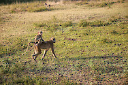 Yellow baboon mother (Papio cynocephalus) with baby near South Luangwa National Park, Zambia.