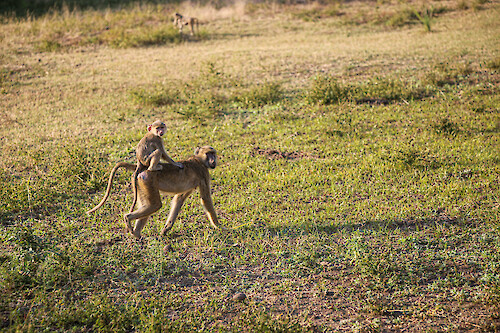 Yellow baboon mother (Papio cynocephalus) with baby near South Luangwa National Park, Zambia.