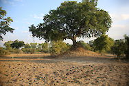 A tree growing from a termite mound in South Luangwa National Park, Zambia.