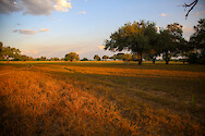 Forest landscape in South Luangwa National Park, Zambia.