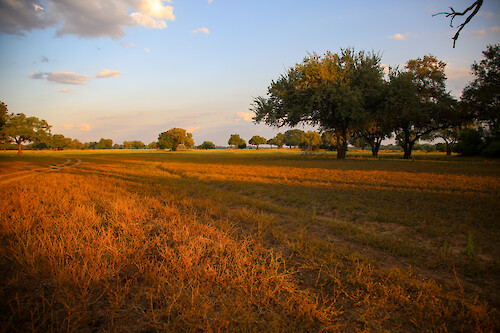 Forest landscape in South Luangwa National Park, Zambia.