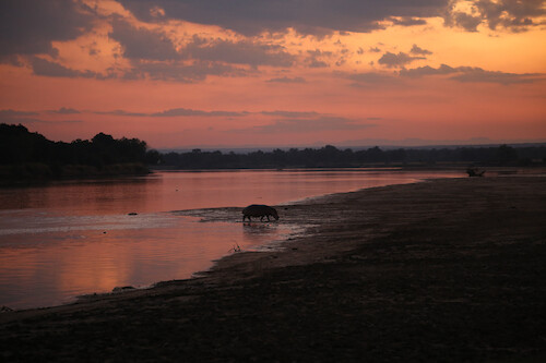 A hippopotamus (Hippopotamus amphibius) emerges from the Luangwa River during sunset in South Luangwa National Park, Zambia.