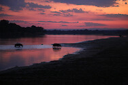 Two hippopotamuses (Hippopotamus amphibius) emerge from the Luangwa River during sunset in South Luangwa National Park, Zambia.