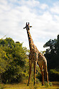 Thornicroft's giraffe (Giraffa camelopardalis thornicrofti) in South Luangwa National Park, Zambia.