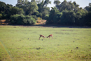 Two juvenile impala (Aepyceros melampus) play-fighting at South Luangwa National Park in Zambia.