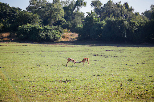 Two juvenile impala (Aepyceros melampus) play-fighting at South Luangwa National Park in Zambia.