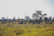 A herd of Cape buffalo (Syncerus caffer) in South Luangwa National Park, Zambia.