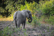 African bush elephant (Loxodonta africana) in South Luangwa National Park, Zambia.