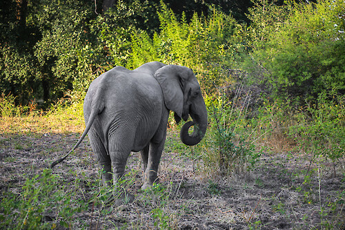 African bush elephant (Loxodonta africana) in South Luangwa National Park, Zambia.