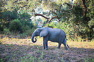 African bush elephant (Loxodonta africana) in South Luangwa National Park, Zambia.