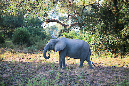 African bush elephant (Loxodonta africana) in South Luangwa National Park, Zambia.