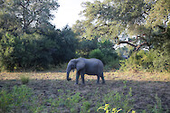 African bush elephant (Loxodonta africana) in South Luangwa National Park, Zambia.