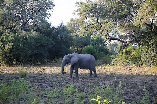 African bush elephant (Loxodonta africana) in South Luangwa National Park, Zambia.