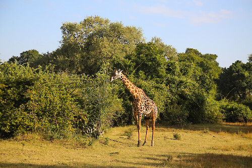 Thornicroft's giraffe (Giraffa camelopardalis thornicrofti) in South Luangwa National Park, Zambia.