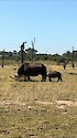 A mother white rhino with her baby in Mosi-oa-Tunya National Park in Zambia.